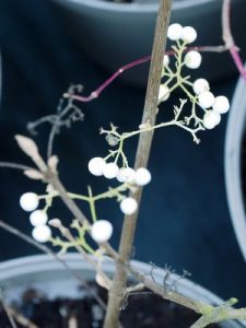 Callicarpa japonica ‘Leucocarpa’