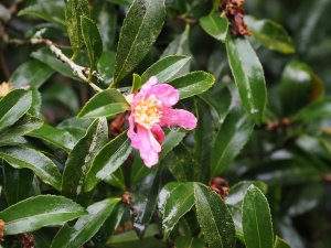 Camellia sasanqua’s