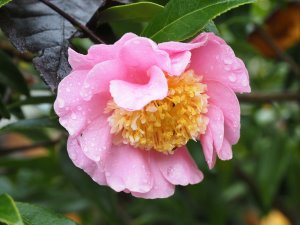Camellia ‘Sugar Dream’