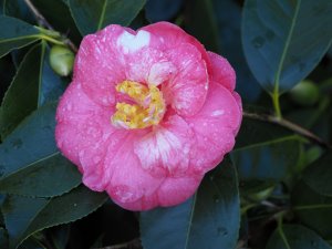 Camellia japonica ‘Emperor of Russia’