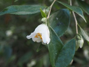 Camellia nokoensis