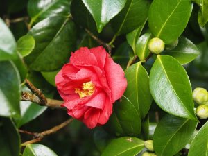 Camellia japonica ‘Dr Burnside