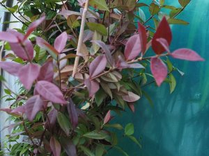 Trachelospermum jasminoides – red leaves