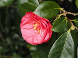Camellia japonica ‘Drama Girl’