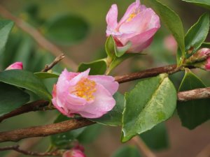 Camellia sasanqua ‘Alpen Glo’