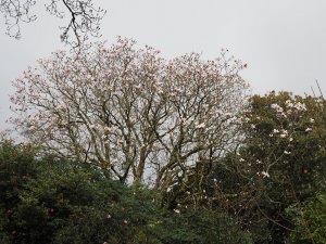 Magnolia campbellii by Tin Garden