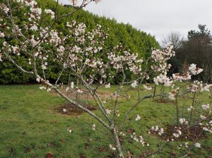 Prunus coradinae