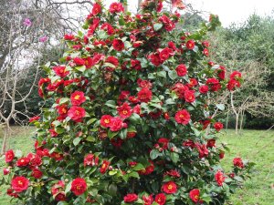 Camellia japonica ‘Dr Burnside’