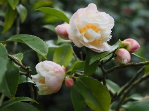 Camellia ‘Scentuous’(japonica ‘Tiffany’ x lutchuensis raised in New Zealand)