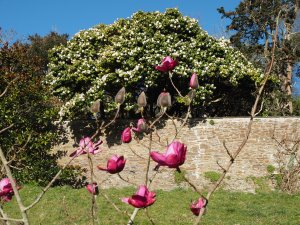Magnolia ‘Caerhays Splendour’ and Camellia japonica ‘Magnoliifolia’