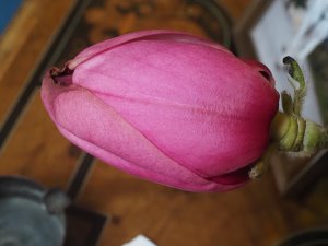 Magnolia ‘Atlas’ x M. ‘Lanarth’