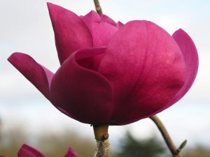 Magnolia ‘Anne Leitner’