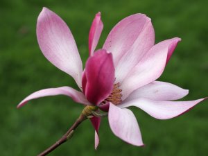 Magnolia sprengeri var sprengeri