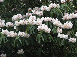 Rhododendron calophytums