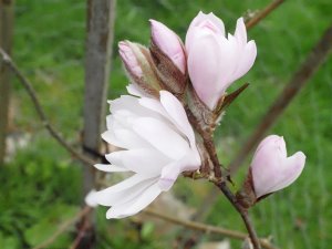 Magnolia x loebneri ‘Champaign’