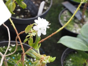 Rhododendron hypoleucum
