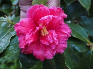 Camellia x reticulata ‘Christopher Petherick’