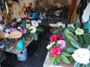 cut rhododendron and magnolias for the Rosemoor Show