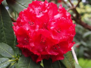 Rhododendron ‘Duke of Cornwall’