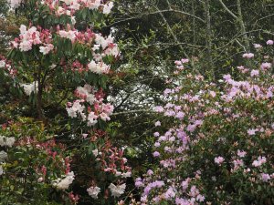 Rhododendron loderi ‘King George’ and Rhododendron davidsonianum