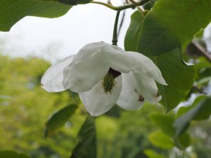 Magnolia sieboldii sinensis