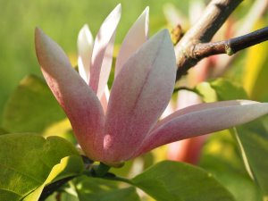 Magnolia ‘Peaches and Cream’