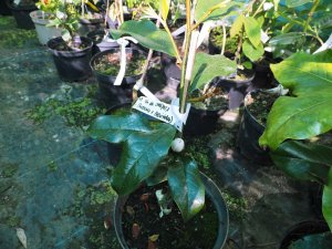 Magnolia figo var crassipes x (M. foveolata x M. laevifolia)