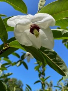 Magnolia wilsonii (DJHC 98369)