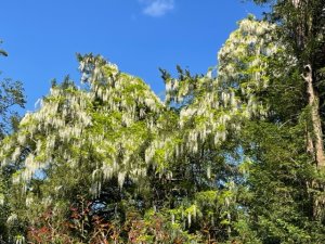 white wisteria