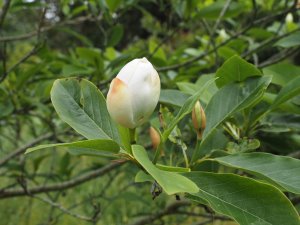 Magnolia sieboldii sinensis x M. virginiana