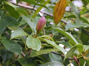Magnolia crassifolia (MWJ 13163)
