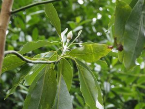 Magnolia virginiana ‘Northern Belle’