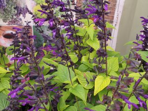 Salvia ‘Purple and Bloom’