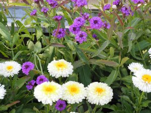 Verbena ‘Santos Purple’ and Leucanthemum ‘Real Deal’
