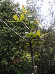 Quercus rysophylla ‘Maya’