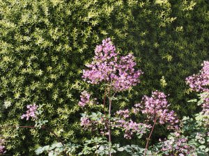 Thalictrum delavayi ‘Hewitt’s Double’ and Podocarpus totara