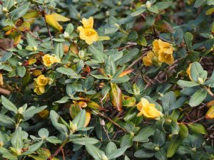 Rhododendron concatenans