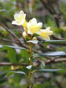 Rhododendron ‘Yellow Hammer’