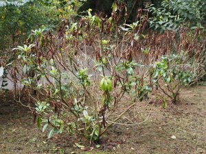 Drought struck rhododendrons