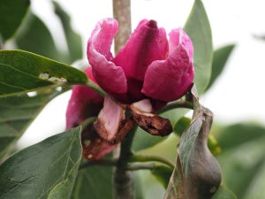 Magnolia ‘Pickard’s Ruby’ x M. ‘J.C. Willaims’