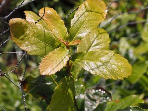 Quercus liabmanii