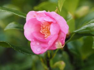 Camellia sasanqua ‘New Dawn’