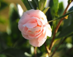 Camellia sasanqua ‘Paradise Helen’