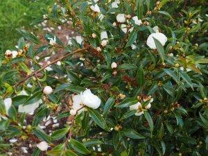 Camellia sasanqua ‘Paradise Little Liane’