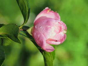 Camellia sasanqua ‘Plantation Pink’
