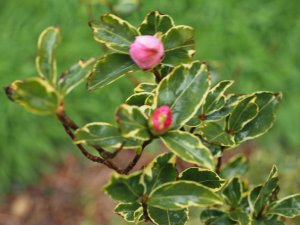 Camellia sasanqua ‘Plantation Pink Variegata’