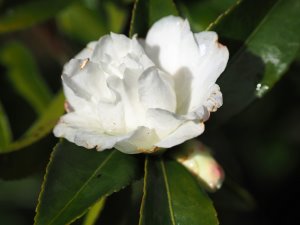 Camellia sasanqua ‘Silver Dollar’