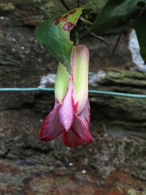 All the 3 other forms of Lapageria rosea