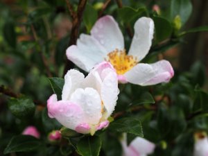 Camellia sasanqua ‘Versicolor’