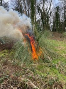 ncinerating a self-sown pampas grass